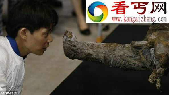 3.9万年前“冰冻”猛犸象保存完好 全球首展