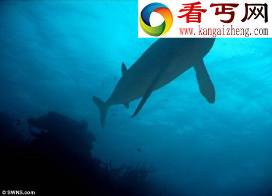 科学家发现利兹鱼化石 被称海洋吸尘器