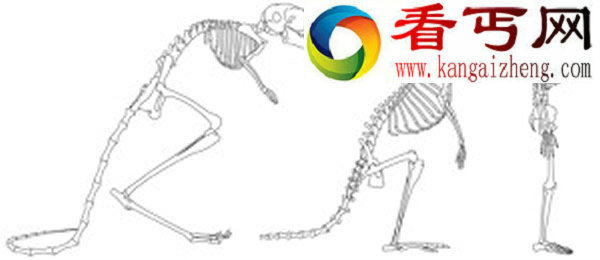 枕骨大孔与直立行走有什么联系
