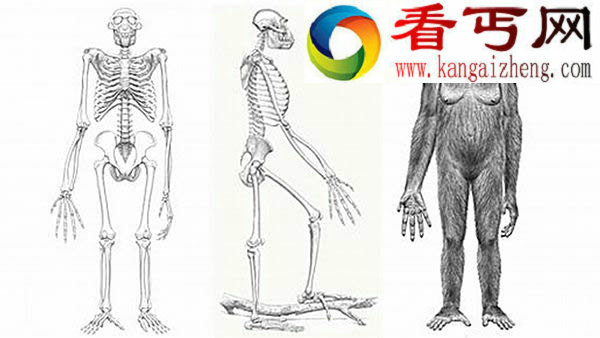 埃塞俄比亚440万年前的地猿始祖种