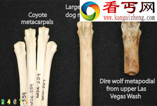 美发现冰河时代已灭绝狼族及犬齿猫科动物化石 