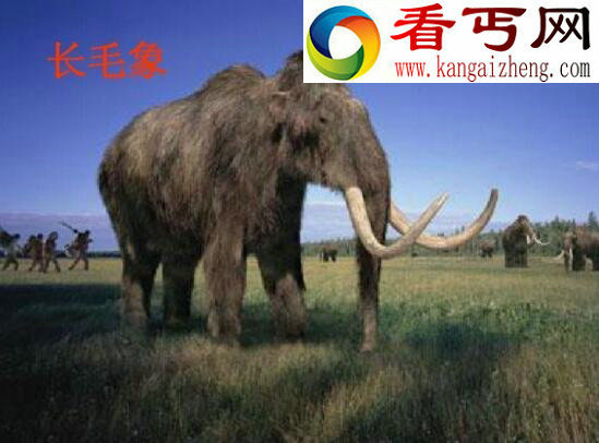 世界上毛发最长的长毛象,因患上骨质疏松而灭绝