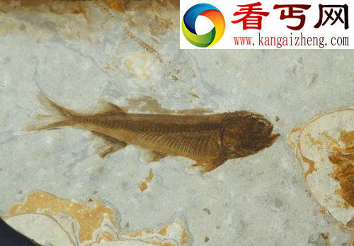 平泉发现狼鳍鱼化石产地
