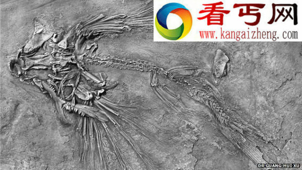 贵州境内发现保存异常完好的新种飞鱼化石