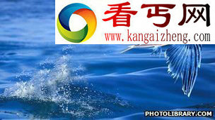 贵州境内发现保存异常完好的新种飞鱼化石
