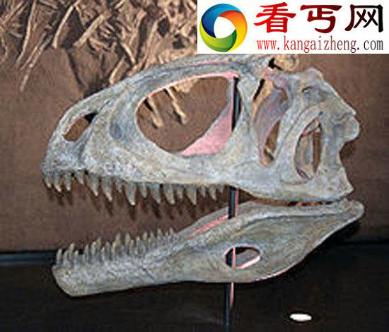 最早的鸟类祖先足迹化石在尼日尔被发现