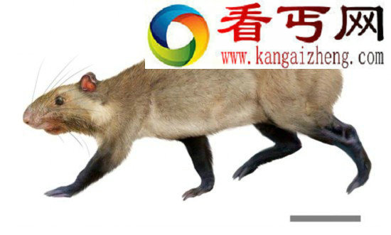 3200万年前化石研究表明南美洲曾经是物种进化热土