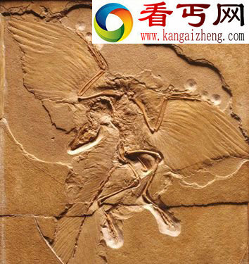 11种独特恐龙鼠龙迄今发现的最小的恐龙
