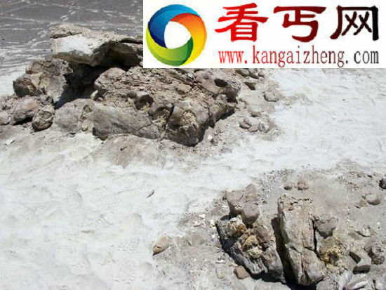 史前巨鲸化石牙齿巨大或以其他鲸类为食