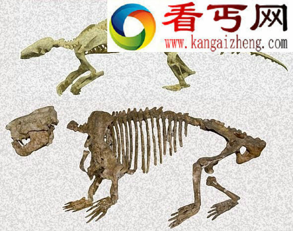蒙古发现5700万年穿山甲化石(图)
