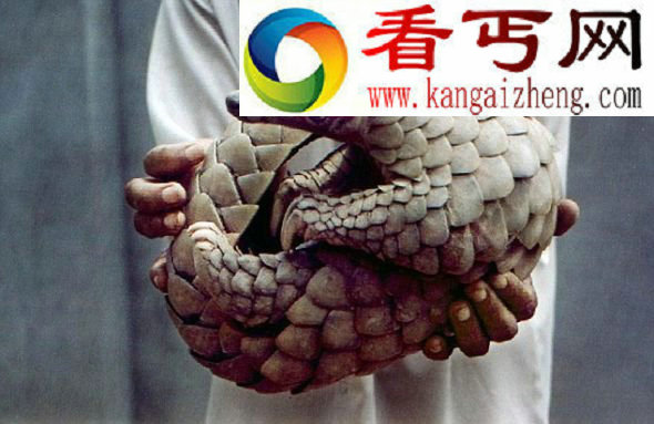 蒙古发现5700万年穿山甲化石(图)