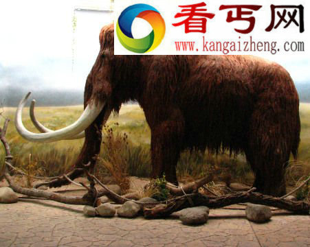 2.3万年历史的冰冻猛犸象可能含活细胞 侏罗纪公园或成真(图)
