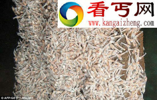 加勒比海深处现新品种虾 生活在四倍沸点水域中