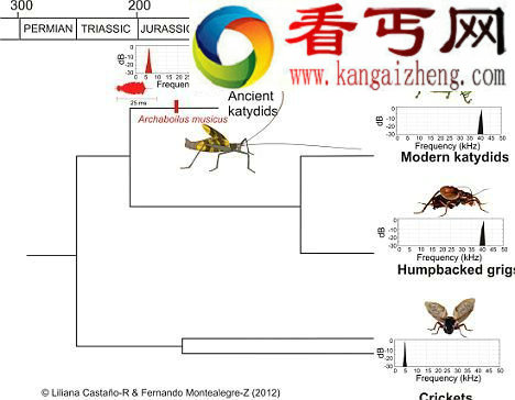中国昆虫化石再现1.65亿年前蟋蟀叫声(图) 