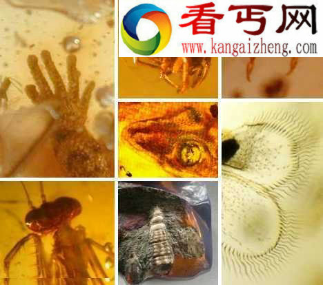 价值不菲的琥珀化石 多图 