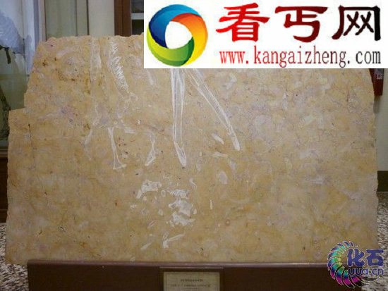 意普通厨台石板有惊奇发现 竟存中生代鳄鱼化石