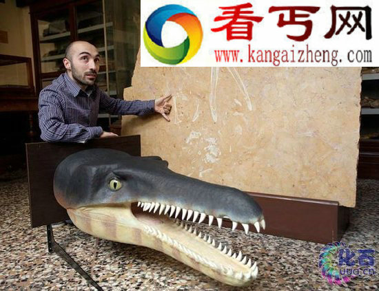 意普通厨台石板有惊奇发现 竟存中生代鳄鱼化石