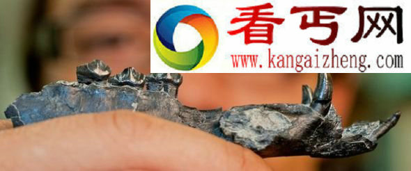 巴拿马发现史前骆驼化石身高不足一米(图) 