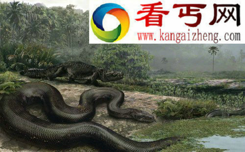 (图)美发现史上最大的蛇类巨怪化石体重超1吨长13米