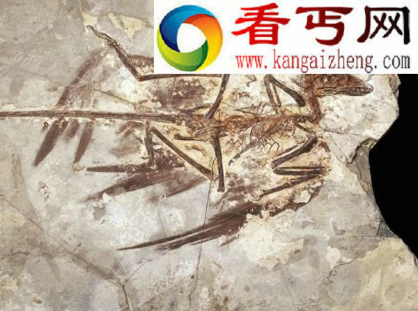 带彩虹光泽的美丽小盗龙