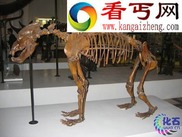 气候变化末次冰期导致远古巨兽穴居熊灭绝 