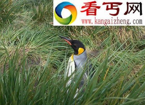 科学家发现巨型食草恐龙生存在南极洲证据