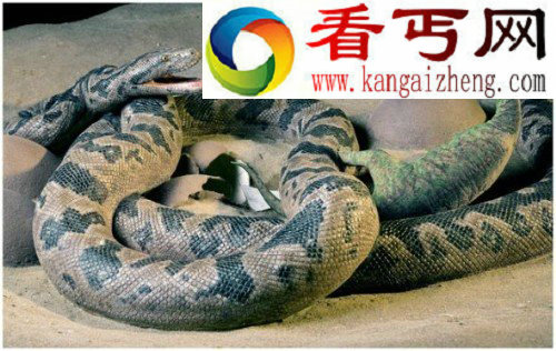 史前巨蟒能吞恐龙(组图) 