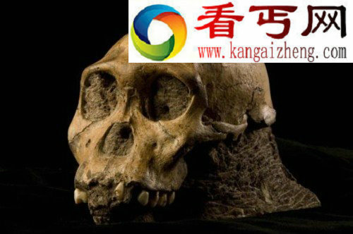 源泉南方猿化石