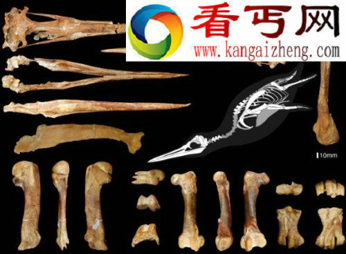 巨型企鹅化石