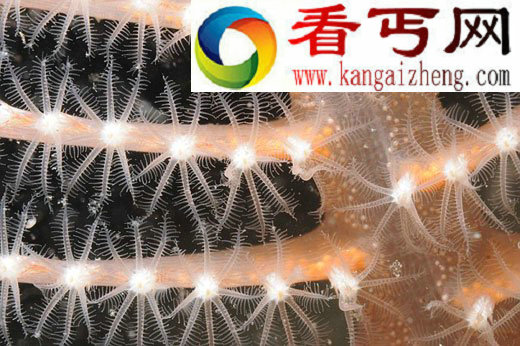 苏格兰海域发现发着磷光的海笔