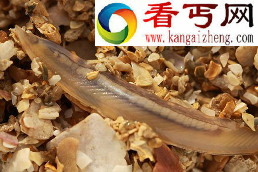 苏格兰海域发现发着磷光的海笔