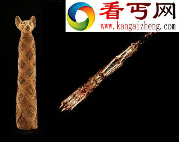左侧一具用小猫制成的木乃伊,以及它在CT扫描下看到的内部结构(右侧) 考古发现古埃及曾将数百万动物制成木乃伊(图)