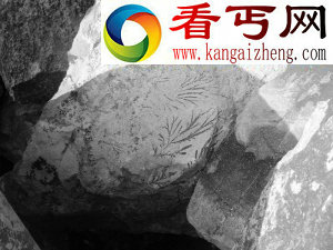 （图）这些有植物花纹的石块是化石吗