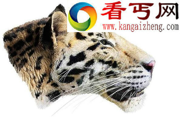 （图）甘肃现老虎始祖龙担虎化石表明老虎起源于中国 