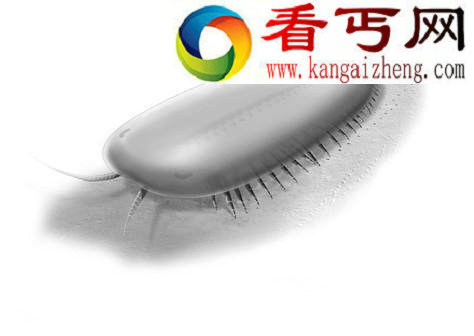 这是一幅艺术复原图,显示一种名为Tegopelte的奇特生物,体长约30厘米,生活于大约5亿年前的海底 (图)加拿大发现5亿年前奇特节肢动物拥有50条腿