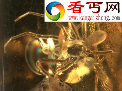 （图）科学家发现5000万年前蜘蛛身上跳蚤仅176微米