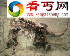 (图)牙齿化石证明恐龙像鸟一样迁徙