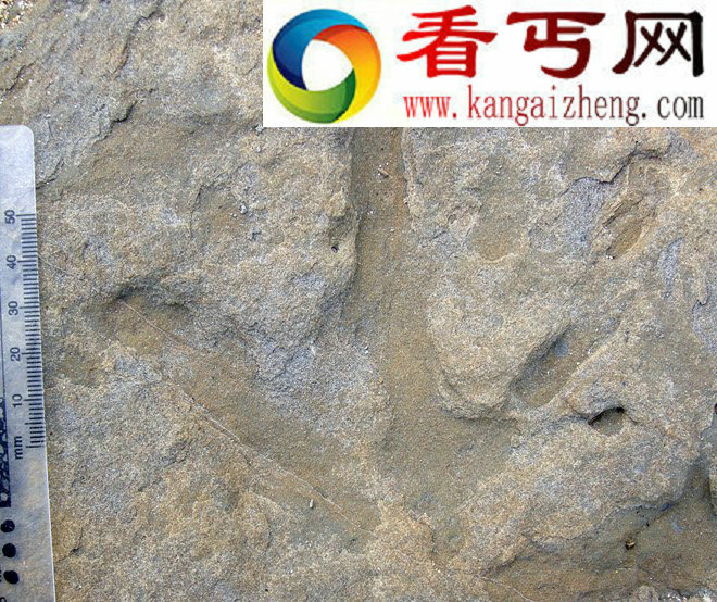 (图)澳大利亚发现南极洲恐龙足迹群 身形大小迥异