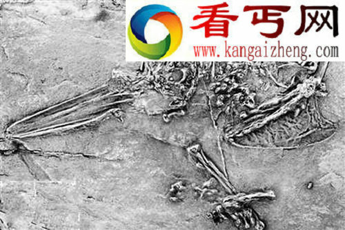 考古学界最具意义的八项骨骼化石发现