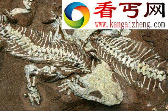 德国发现3亿年前恐龙化石 身高仅60厘米