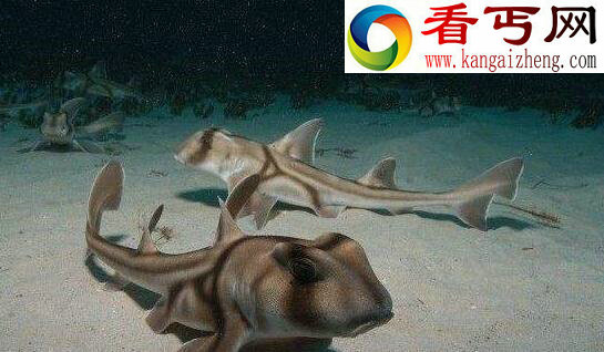 澳大利亚虎鲨,拥有五个鳃边摄食边呼吸(罕见)