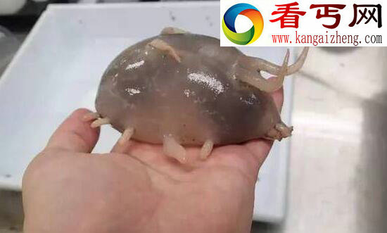 最真实的海猪图片，海猪能吃吗(用手戳一下就死了)