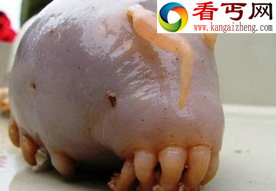 最真实的海猪图片，海猪能吃吗(用手戳一下就死了)