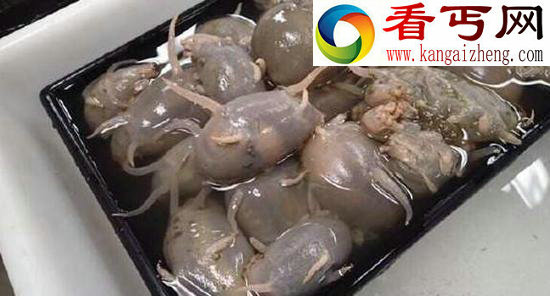 最真实的海猪图片，海猪能吃吗(用手戳一下就死了)