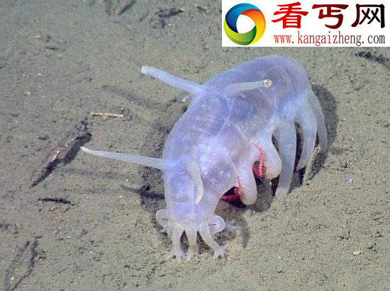 最真实的海猪图片，海猪能吃吗(用手戳一下就死了)