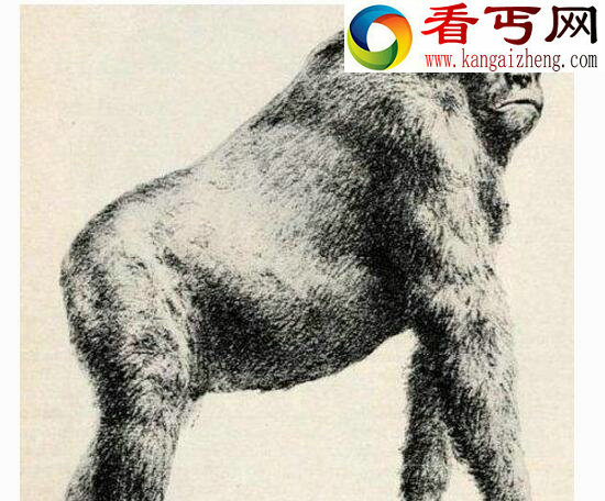 盘点十种怪异的灭绝动物，旋齿鲨如同巨型绞肉机