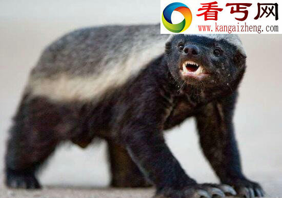 蜜獾的天敌，无所畏惧仅仅害怕猎豹和狮子