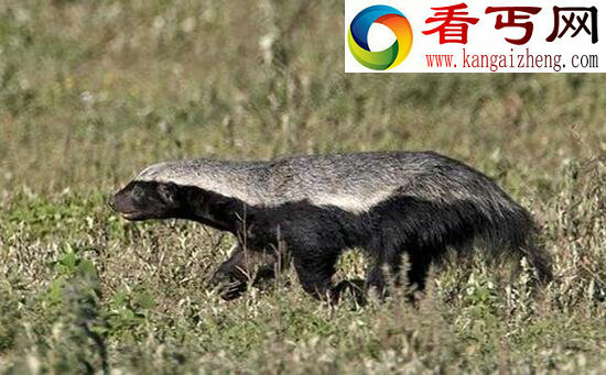 蜜獾的天敌，无所畏惧仅仅害怕猎豹和狮子