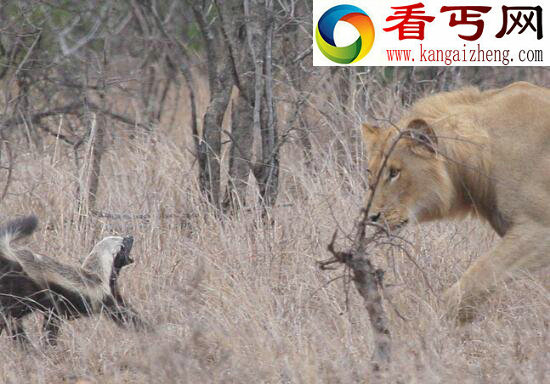 蜜獾的天敌，无所畏惧仅仅害怕猎豹和狮子