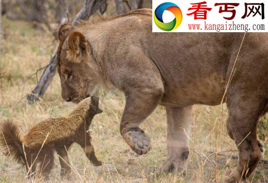 蜜獾的天敌，无所畏惧仅仅害怕猎豹和狮子